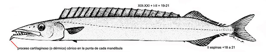 Nesiarchus nasutus_01.jpg